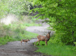 Nijreesbos